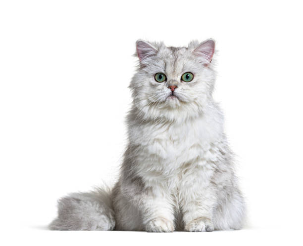 istock Grey British Longhair sitting, white background 1296489655