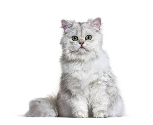 istock Grey British Longhair sitting, white background 1296489676