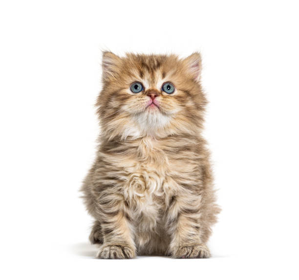 istock Kitten British longhair sitting, isolated on white 1296489692