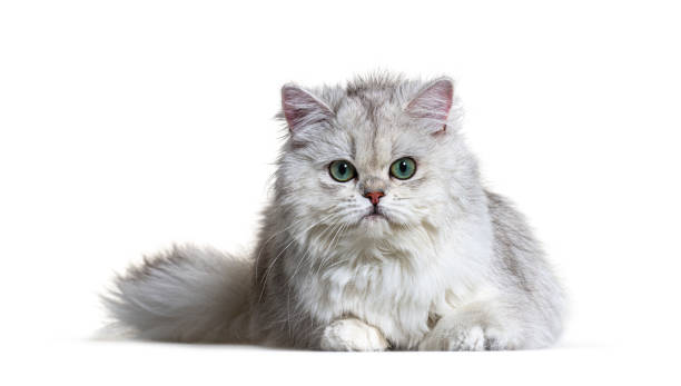 istock Grey British Longhair, isolated on white 1296489693