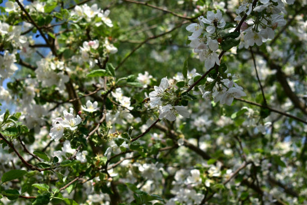 istock Love. March 8. Blooming white apple trees. 1296489718