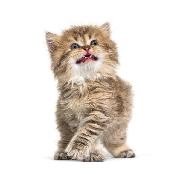 istock Kitten British longhair meowing and looking up 1296489757