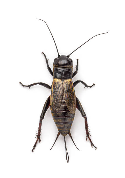 istock Female field cricket, isolated on white 1296489760