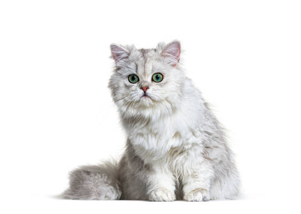 istock Grey British Longhair, isolated on white 1296489762
