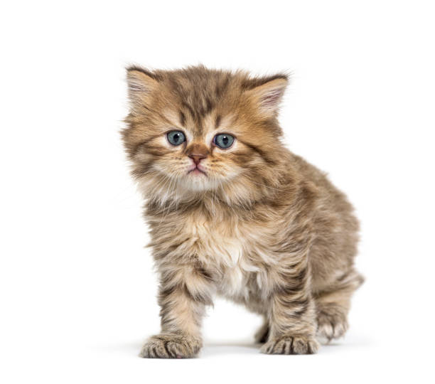 istock Kitten British longhair, standing, isolated on white 1296489773