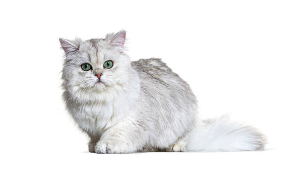 istock Grey British Longhair, isolated on white 1296489781