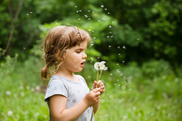 istock Child blows on dandelion in nature. summertime 1296489997