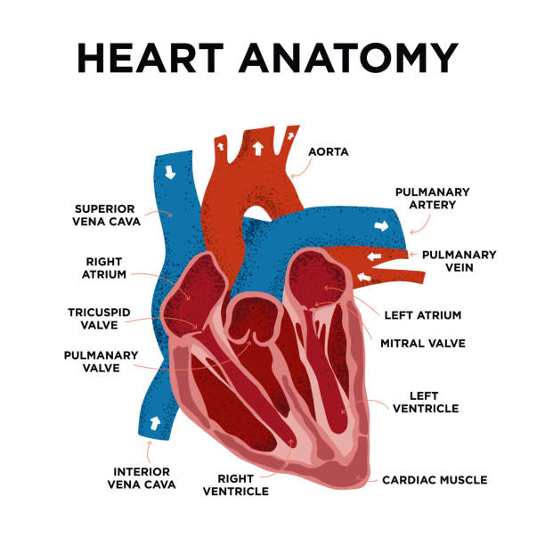 ilustrações de stock, clip art, desenhos animados e ícones de heart anatomy diagram. human heart structure. labelled heart half in doodle style. part of heart foe education. hand drew vector illustration - pumping blood illustrations