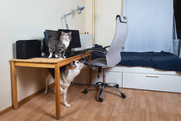 istock Dog in chair looking at cat sitting on table 1296490913