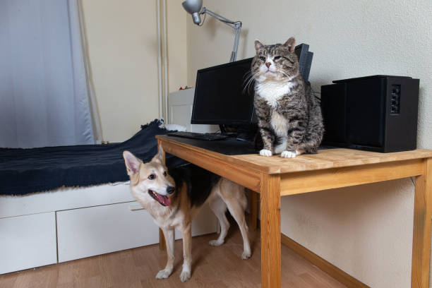 istock Dog looking at cat sitting on table in living room 1296490928