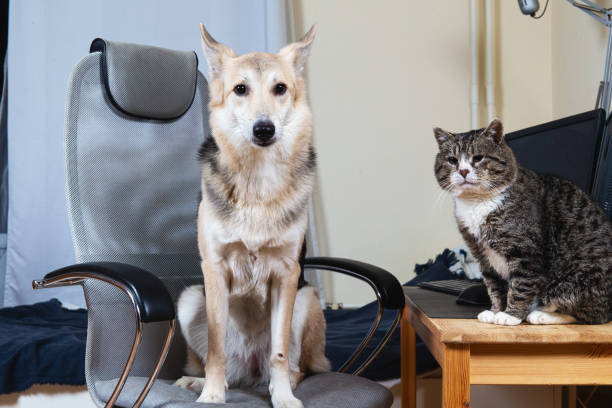 istock Dog in chair looking at cat sitting on table 1296490931