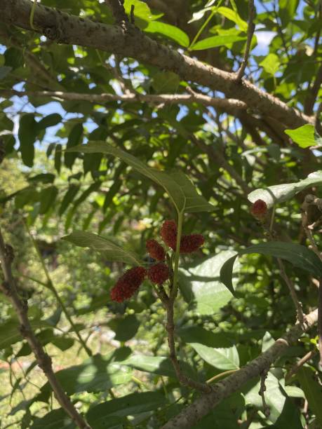 istock fresh mulberry tree in nature garden 1296491312