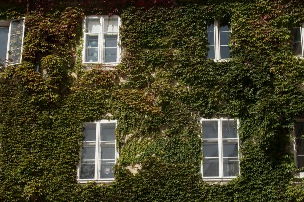 istock green ivy plant in nature 1296492254