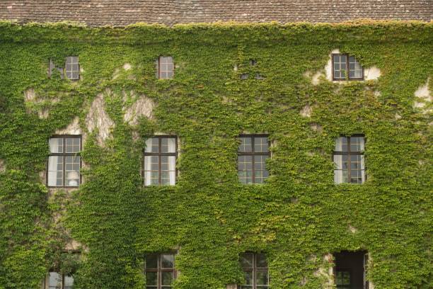istock green ivy plant in nature 1296492418