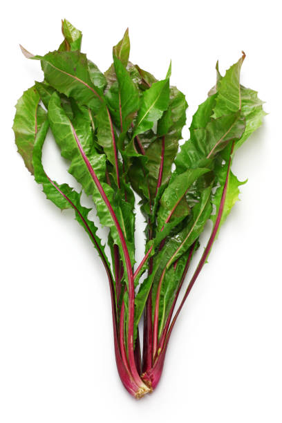 istock red dandelion, italiko rosse, italian leaf chicory 1296495135