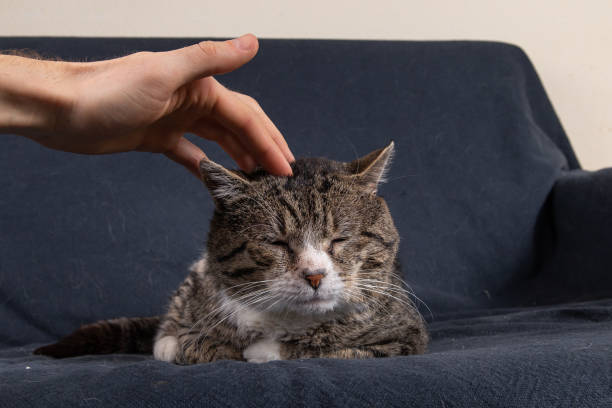 istock Close up of Unrecognizable man caressing old cat 1296495273