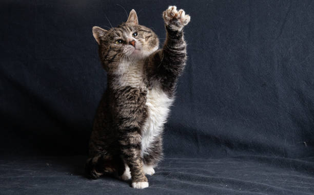 istock Old Cross breed cat lying of blue background 1296495281