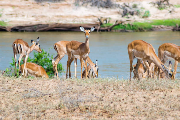 A herd of Impala antelopes seen on the Galana River floodplains A herd of Impala antelopes seen on the Galana River floodplains while on safari in Tsavo East Park in Kenya in Africa tsavo east national park stock pictures, royalty-free photos & images