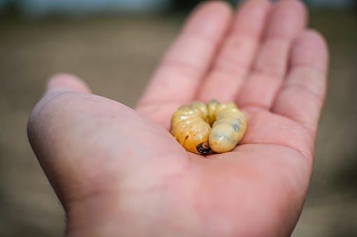 Worms amputated on the palm of the hand