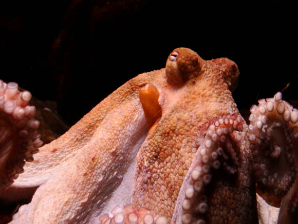 istock Spain - Set of places - Aquarium 1296495525