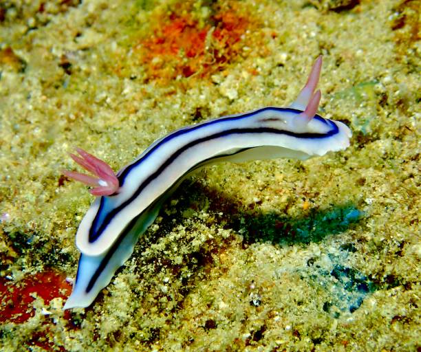 istock Nudibranch lifts above reef 1296496495