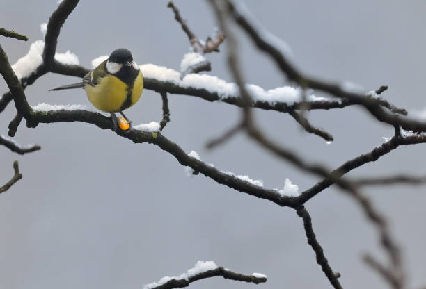 istock Blue Tit on a tree brunch in winter time 1296497671