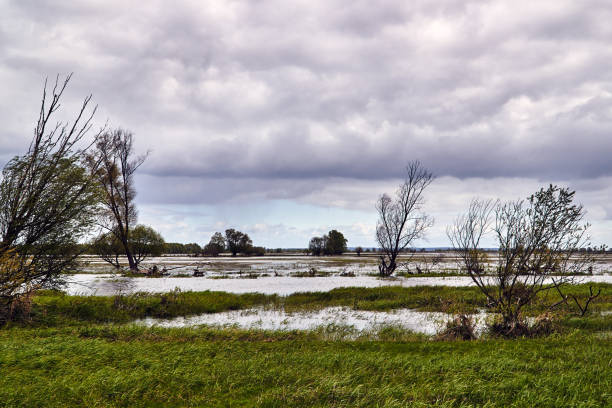 istock Backwaters at the mouth of the River Warta 1296498076
