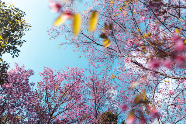 istock Spring day,Pink flowers in the forest against a bright sky 1296498286