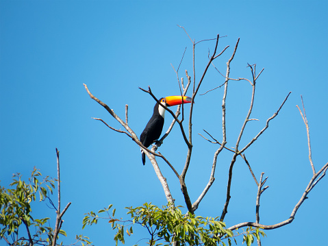 Toco Toucan, Ramphastos Toco, Giant Toucan, perched on the branch of the tree, in the interior of Rio de Janeiro, Brazil, South America