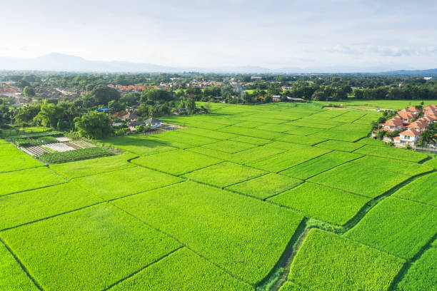 istock Aerial view of cultivated land. 1296499089