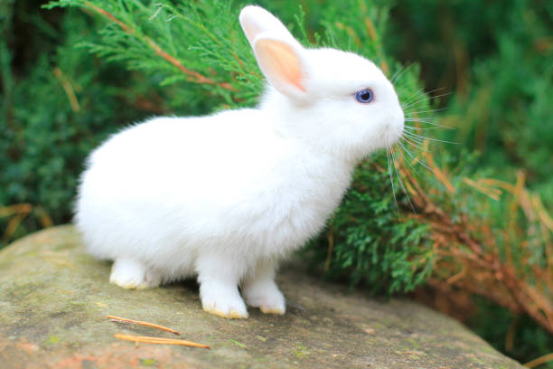 istock funny cute white rabbit with blue eyes 1296499411