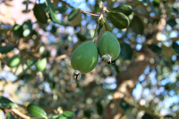 frutos de feijoa madura en un árbol (lat. acca sellowiana) - feijoas ripe fruit iodine fotografías e imágenes de stock
