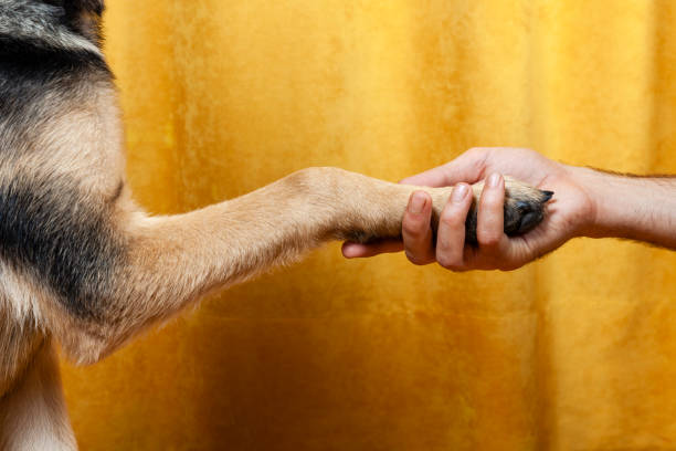 istock puppy german shepherd dog. dog training. give paw. 1296499696