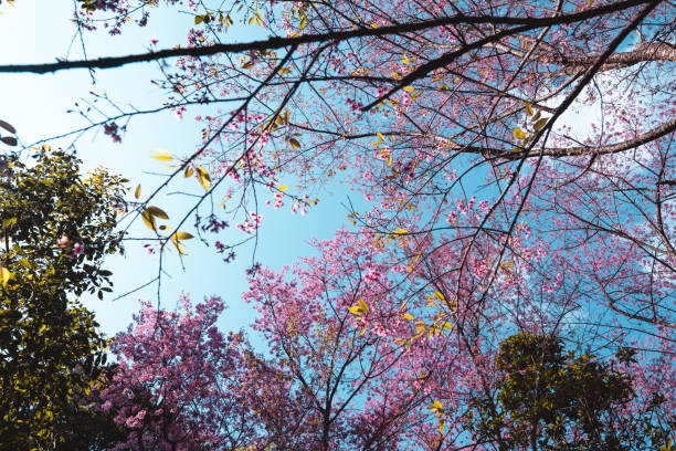 istock Spring day,Pink flowers in the forest against a bright sky 1296500287