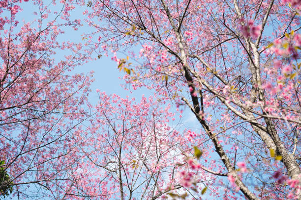 istock Spring day,Pink flowers in the forest against a bright sky 1296500419