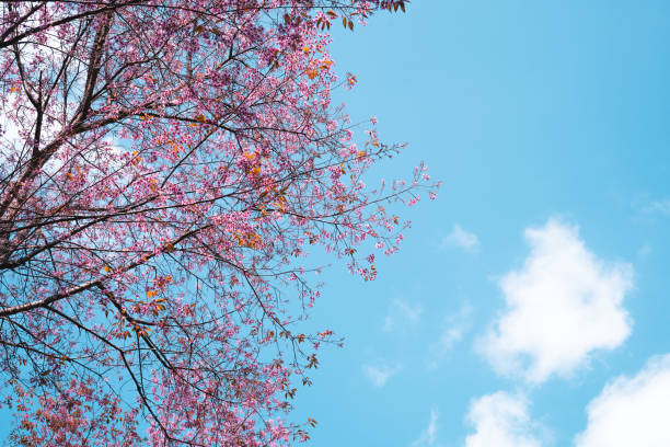 istock Spring day,Pink flowers in the forest against a bright sky 1296500468