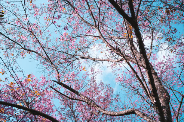 istock Spring day,Pink flowers in the forest against a bright sky 1296500473