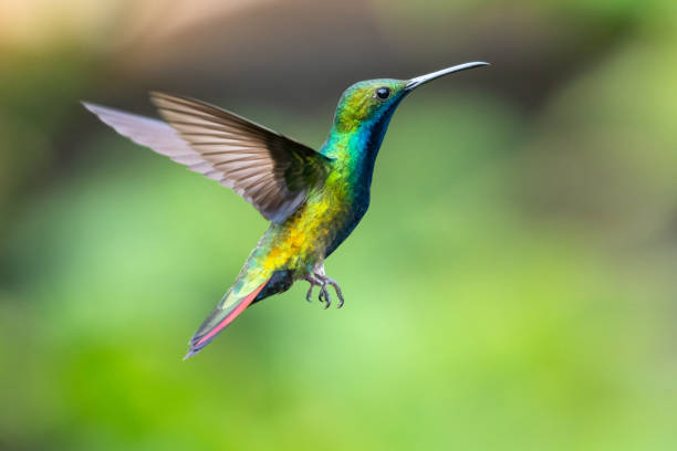 istock A male Black-throated Mango hovering in the air with a blurred green background. 1296500570