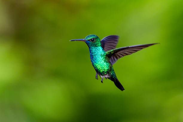 A male Blue-chinned Sapphire hummingbird hovering in the air with a blurred green background. Wildlife in nature. Hummingbird in flight. Bird in natural surroundings. blue chinned sapphire hummingbird stock pictures, royalty-free photos & images