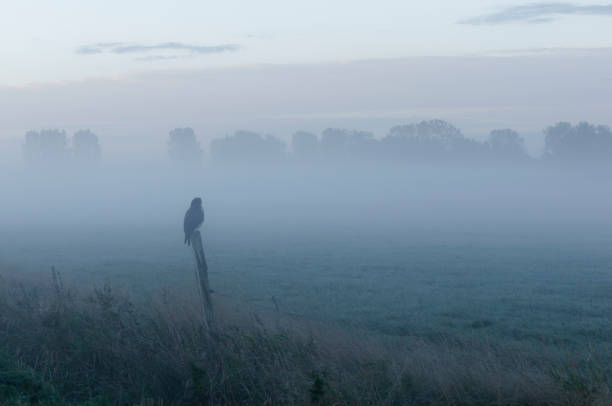 istock Eurasian buzzard in the fog 1296500679