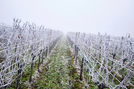 Winter landscape, rows of vineyards with hoarfrost and fog