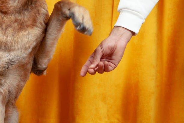 istock puppy german shepherd dog. dog training. give paw. 1296501861