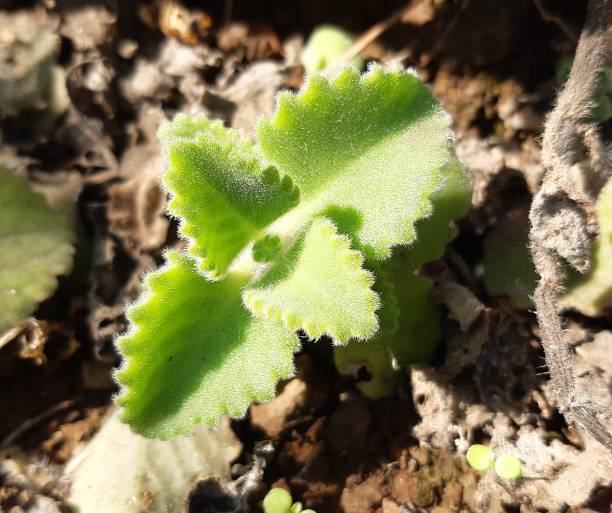 istock A small ajwain plant in selective focus 1296501981