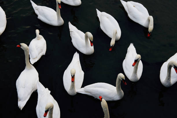 istock a flock of swans  from above 1296502295