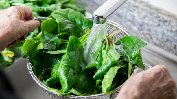 Washing fresh spinach leaves of close up view stock photo
