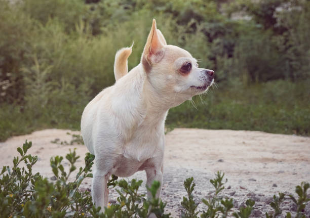 istock Portrait of small dog. 1296504035