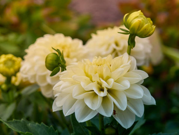 istock Flower bed with bright flowers 1296504915