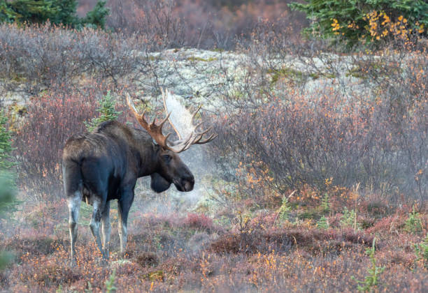 Bull Alaska Yukon Moose in Autumn a bull Alaska Yukon moose in autumn in Denali National Park Alaska alces alces gigas stock pictures, royalty-free photos & images