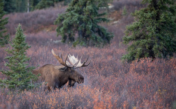 istock Bull Alaska Yukon Moose in Autumn 1296505286