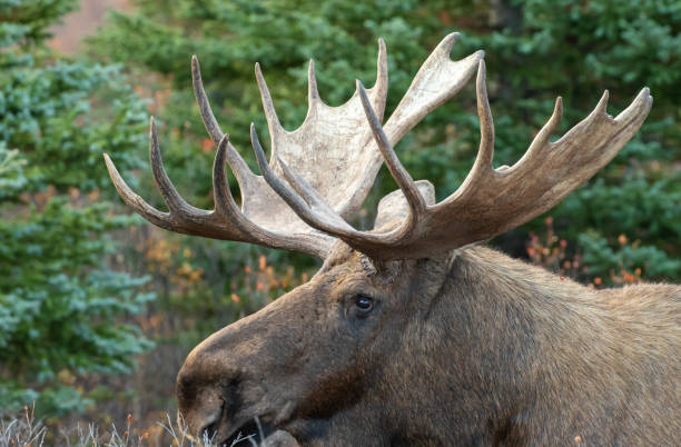 istock Bull Alaska Yukon Moose in Autumn 1296505403